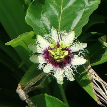 Passion flower on the beach